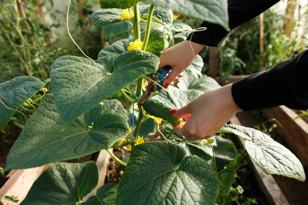 Close-up woman cuts ripe cucumbers from branch Stok Lukisan  