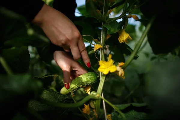 Close-up woman cuts ripe cucumbers from branch Stok Foto Bebas Royalti