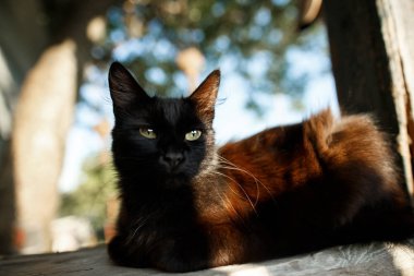 A cute black cat sits on the porch of a village house. A cozy photo
