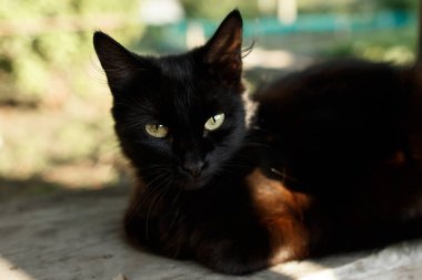 A cute black cat sits on the porch of a village house. A cozy photo