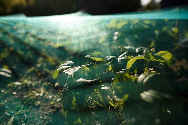 Erdbeerpflanzen wachsen unter Vogelschutznetz — Stockfoto