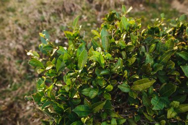 Güneşin altında çay çalıları. Soçi, Rusya 'daki en kuzeydeki çay tarlası.
