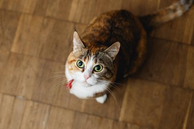 Şirin kırmızı kedi sahibine dikkatle bakıyor. Yemek yememi istiyor.