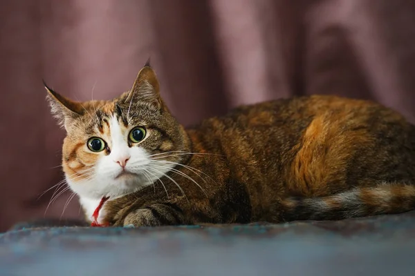 Gato vermelho bonito parece surpreso com a câmera — Fotografia de Stock