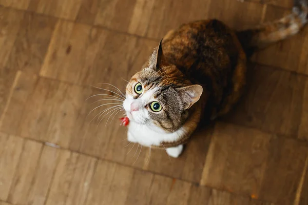 Lindo gato rojo mira fijamente al dueño. Me pide que coma. — Foto de Stock