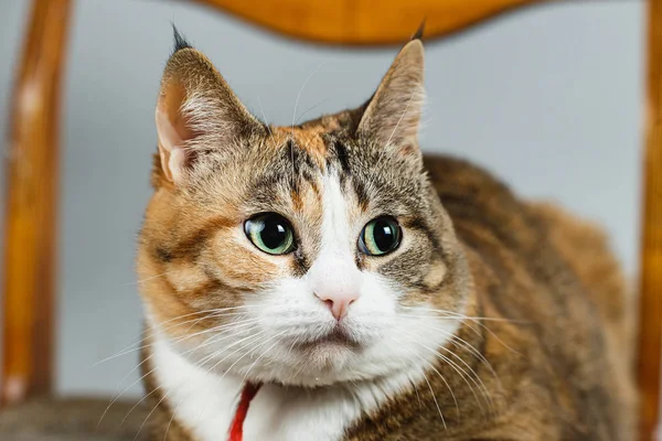 Um belo gato ruivo tem as orelhas sentadas numa cadeira. Ouvi um barulho, a olhar à volta. — Fotografia de Stock
