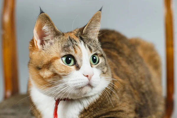 Egy gyönyörű vörös hajú macskának egy széken van a füle. Zörgést hallottam, körülnéztem. — Stock Fotó