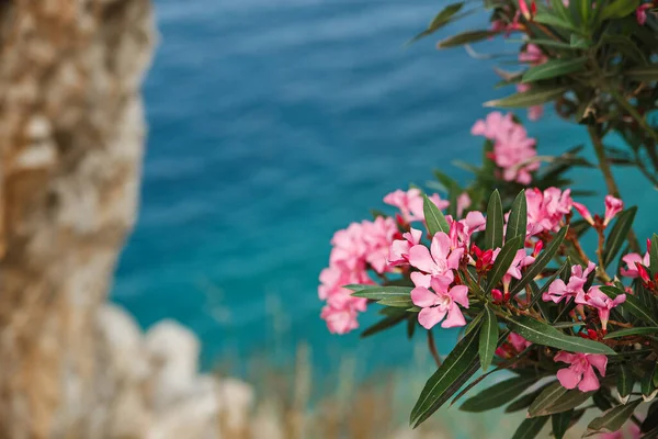 Türkiye 'nin Ichmeler kentinde kayalar ve zakkum çiçekleriyle çevrili güzel mavi deniz körfezi — Stok fotoğraf