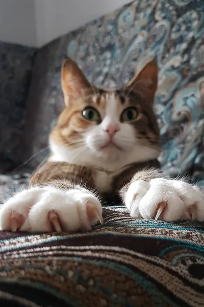 Табби-кот вытянул лапы на диване — стоковое фото