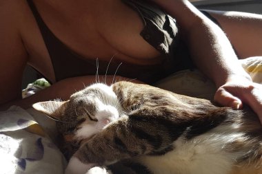 Çizgili kedi bir battaniyenin üzerinde rahat bir şekilde uyur. Kadın, gün ışığında kanepede kediyi okşar.