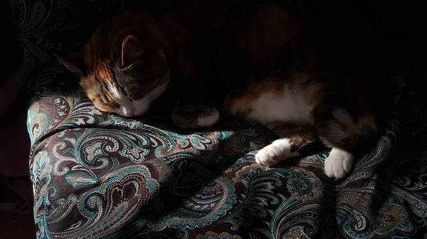 Полосатая кошка удобно спит на диване. — стоковое фото