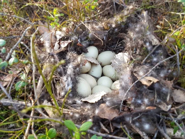 Nest mit Raufußhuhn-Eiern im Wald in Großaufnahme. — Stockfoto