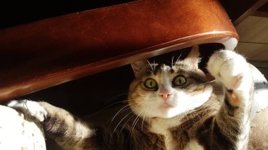 Kizil kedi odada rahat bir sandalyede oynuyor. Manzarasi çok güzel. Doğrudan güneş ışığı