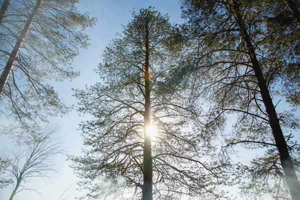 Floresta de pinheiro no nevoeiro em uma manhã ensolarada — Fotografia de Stock