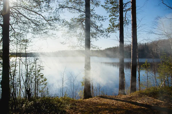 Pine forest and lake in fog on a sunny morning