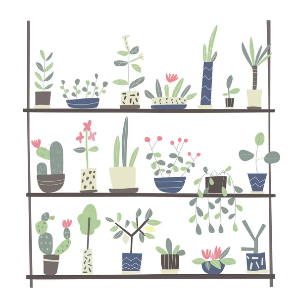 Conjunto de plantas interiores em vasos nas prateleiras. Ilustração vetorial sobre fundo branco . —  Vetores de Stock