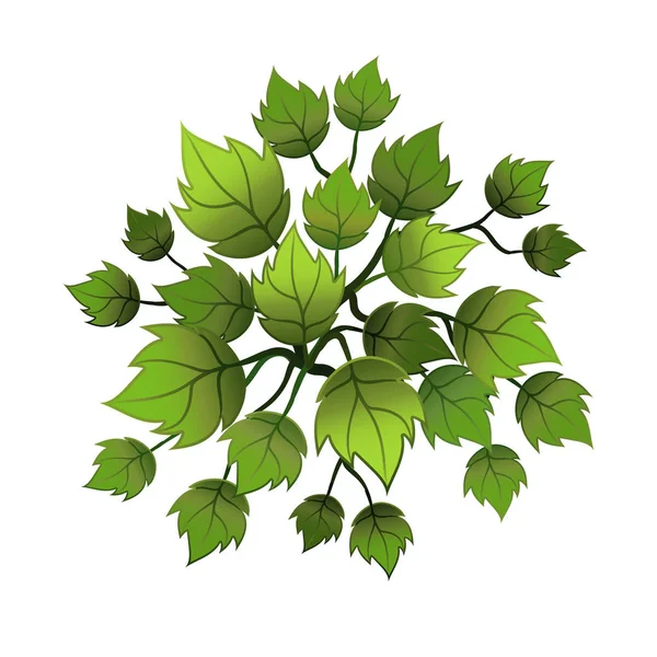 Een groene plant of boom, bovenaanzicht. Vectorillustratie, geïsoleerd op wit. — Stockvector