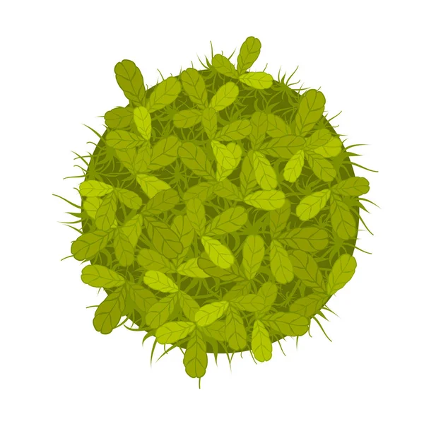 Une plante ou un arbre vert, vue de dessus. Illustration vectorielle, isolée sur blanc . — Image vectorielle