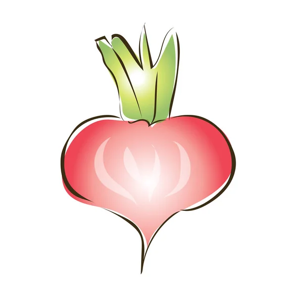 Rabanete vermelho, nabo ou outros vegetais de raiz. Ilustração vetorial, isolada sobre fundo branco . —  Vetores de Stock