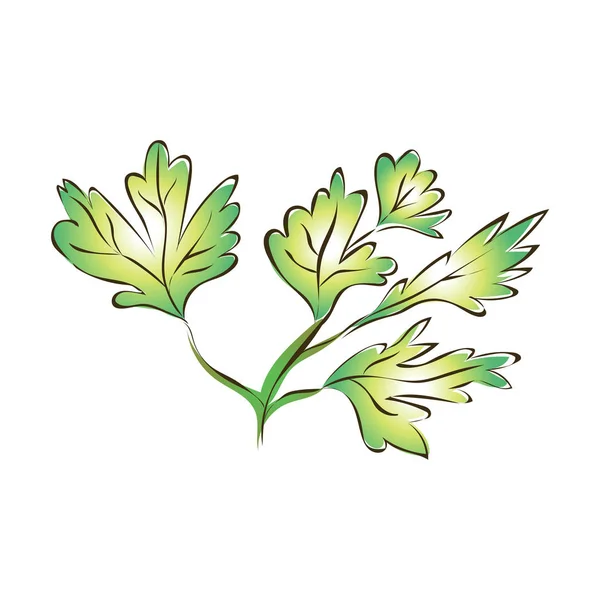 Groene peterselie bladeren of selderij. Vectorillustratie, geïsoleerd op wit. — Stockvector