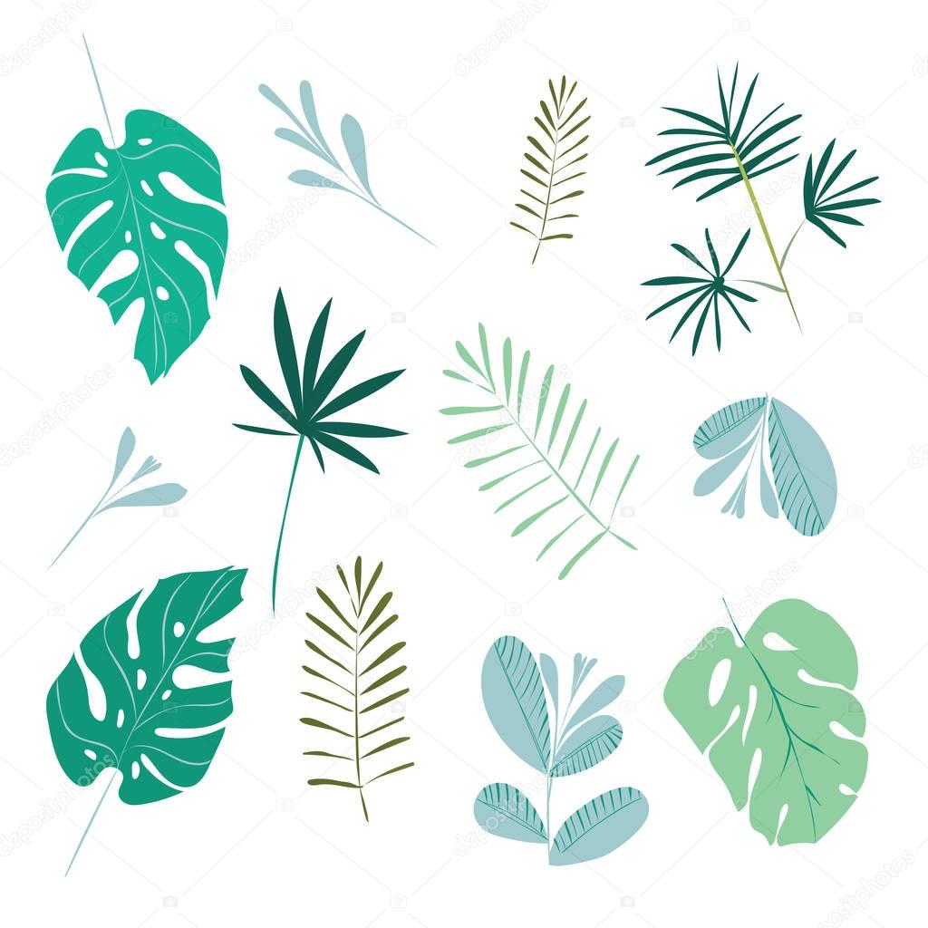 Set of leaves of tropical plants. Vector illustration, isolated on white.