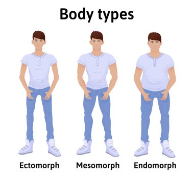 İnsan vücudu Anayasası. Adam vücut tipleri. Endomorph, ectomorph ve mesomorph. T-shirt ve kot giyen genç adamlar. Vektör çizim, üzerinde beyaz izole.