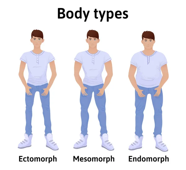 Costituzione del corpo umano. Tipi di corpo maschile. Endomorfo, ectomorfo e mesomorfo. Giovani in t-shirt e jeans. Illustrazione vettoriale, isolata su bianco . — Vettoriale Stock