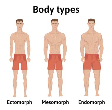 İnsan vücudu Anayasası. Adam vücut tipleri. Endomorph, ectomorph ve mesomorph. Atletik genç erkek şortu giymiş. illüstrasyon, beyaz izole.