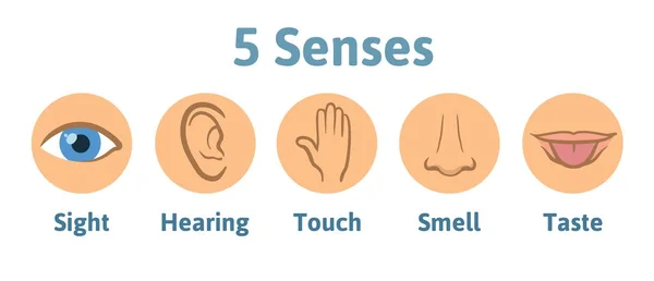 Set of five human senses icon: vision, hearing, smell, touch, taste. Eye, ear, hand, nose and mouth with tongue. Simple icons in circles, vector illustration., isolated on white. — Stock Vector