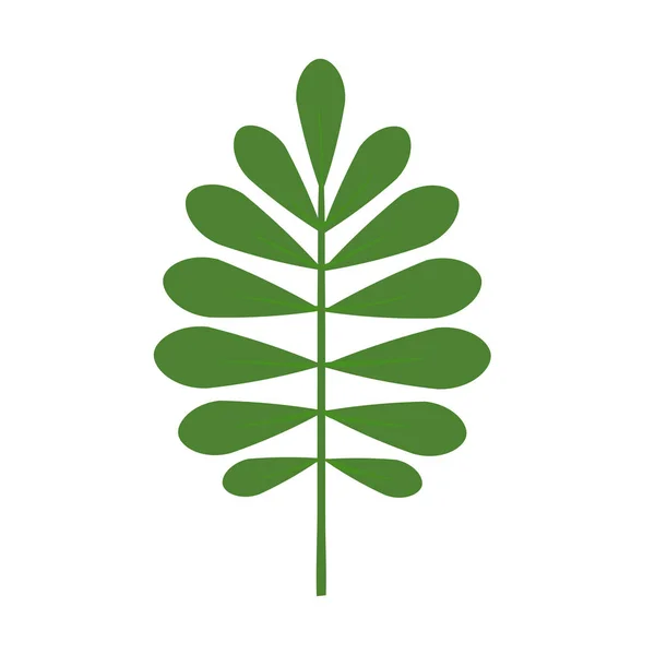 Φύλλο πράσινο φυτό. Απομονωμένη διανυσματικά εικονογράφηση σε λευκό. — Διανυσματικό Αρχείο