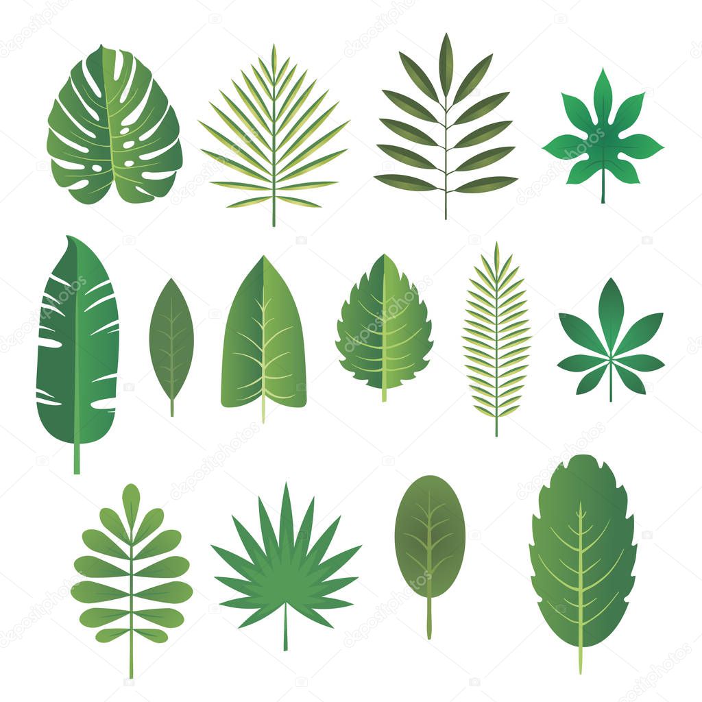 Set of leaves of tropical plants. Vector illustration.