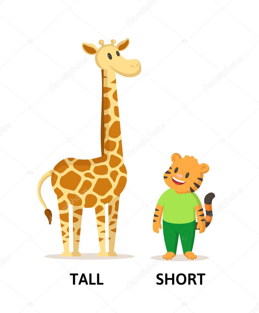 Words tall and short flashcard with cartoon animal characters. Opposite adjectives explanation card. Flat vector illustration, isolated on white background.
