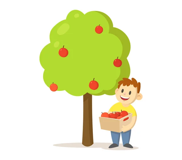 En leende pojke som håller i en låda med äpplen under äppelträdet. Platt vektor illustration, isolerad på vit bakgrund. — Stock vektor