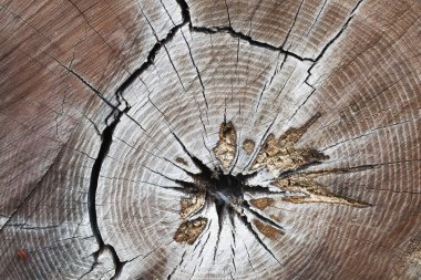 Kırık wood.wood güdük doku ile güdük