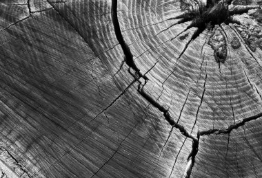 Kırık wood.wood güdük doku ile güdük