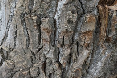 Kırık wood.wood güdük doku ile güdük