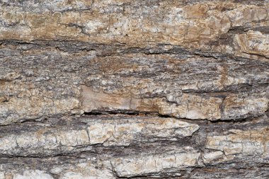 Kırık tahta stump. Ahşap güdük doku