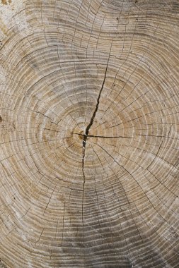 ahşap güdük doku. Kırık ağaç güdük.