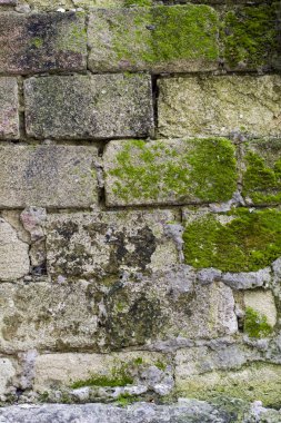 moss doku arka plan ile eski taş duvar