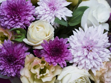 Mor renk güzel bahar çiçek