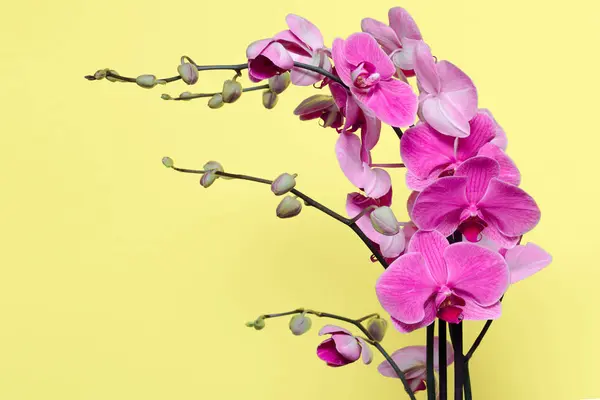 Fleurs d'orchidée dans les couleurs roses — Photo