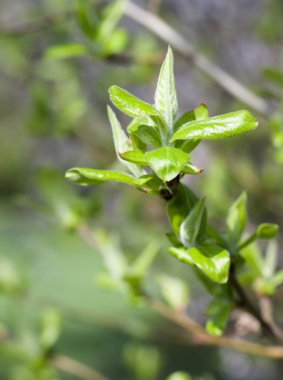 Bir şube ile yeşil yaprakları yakın çekim.