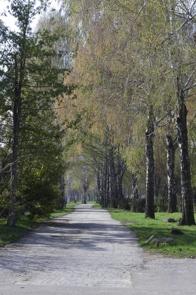 美しい春公園道路 晴れた日に美しい白樺公園 — ストック写真