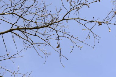 Ağaçların dalları mavi gökyüzüne karşı. Siluet gökyüzünün arka planına karşı bir ağaç. Gökyüzündekuru ağaç.