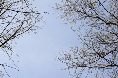 Ağaçların dalları mavi gökyüzüne karşı. Siluet gökyüzünün arka planına karşı bir ağaç. Gökyüzündekuru ağaç.