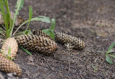 Parkta yerde köknar konileri var. Yerde çam kozalağı
