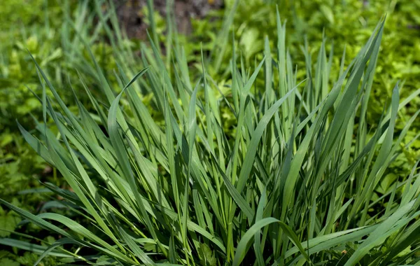 Groene Gras Natuurlijke Achtergrond Groen Gras Een Zonnige Zomerdag Textuur — Stockfoto