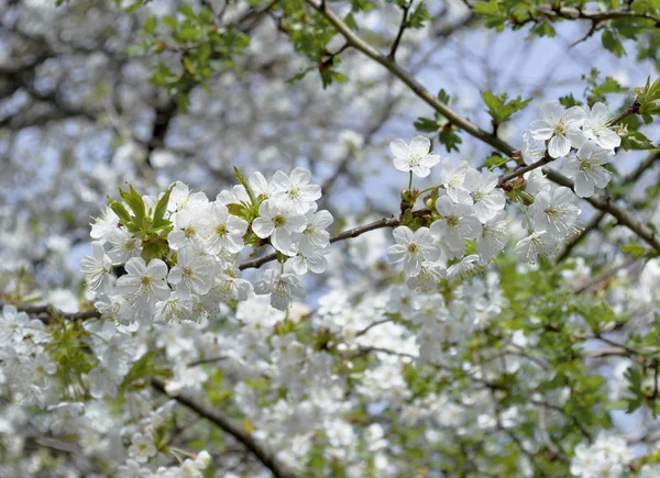 Nahaufnahme Apfelblüte Weiße Blumen Zweig Und Blauer Himmel Frühling Hintergrund — Stockfoto
