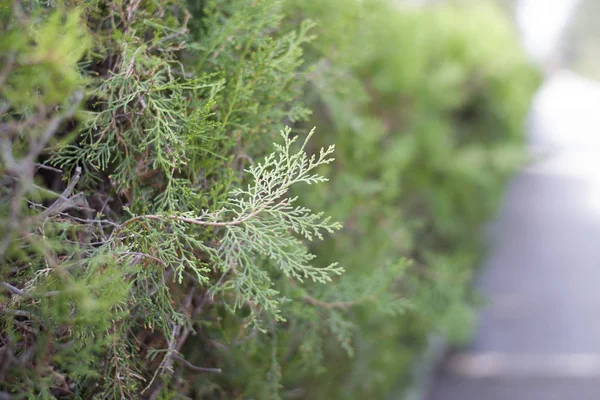 Green bush close-up on park background.