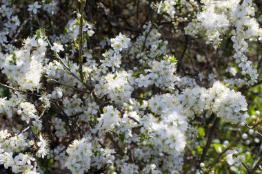Kiraz çiçekleri çiçek bahar. Bir ağaç bahar beyaz çiçekler.